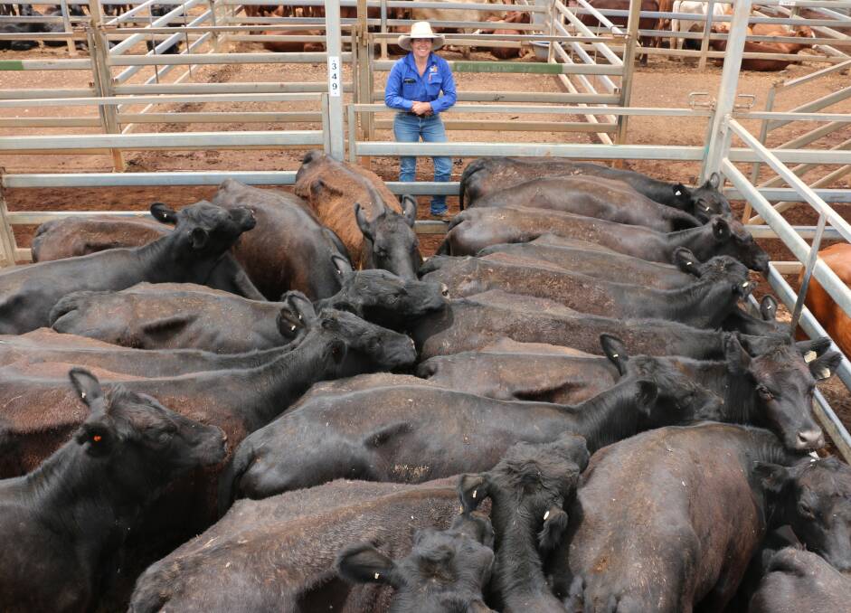 TopX Roma agent Sarah Packer with a pen of Biscabale Pty Ltd PTIC cows that sold to 436c/kg, reaching a top of $1919 to average $1653. 