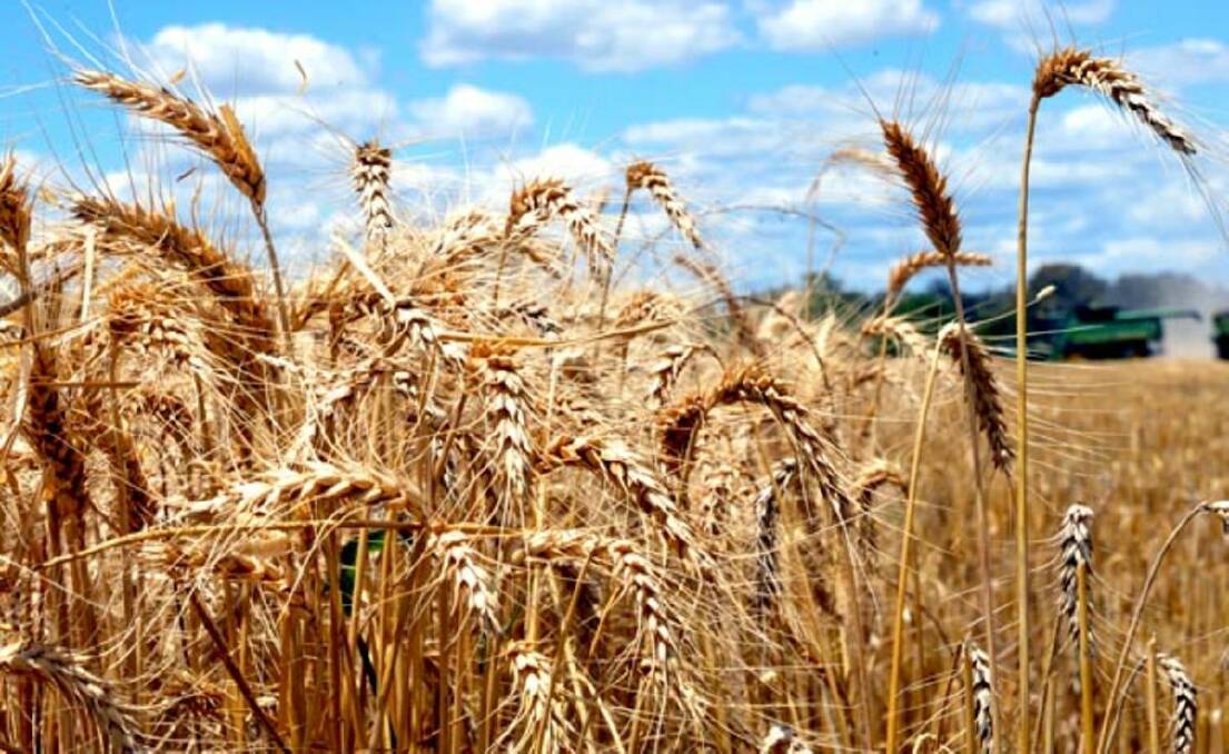 Dry weather​ causes jump in grain prices