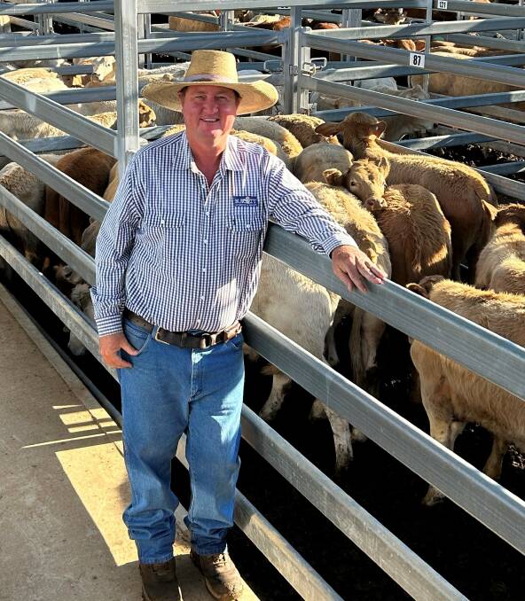 Burnett Livestock & Realty's Paul Hastings with a line of Charolais cross weaner steers sired by Clare and Elridge Charolais bulls on account of GS and HM Young, Eidsvold. The line of 56 steers sold for 380.2c/kg or $950. Picture supplied