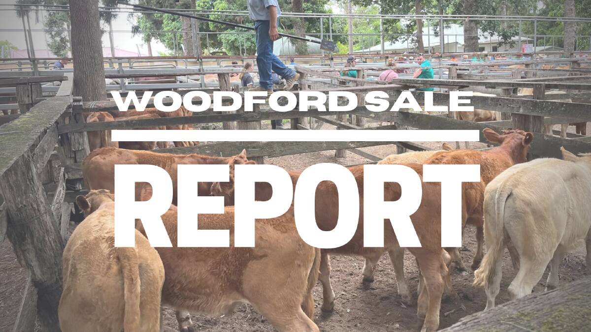 Store heifers dearer at Woodford