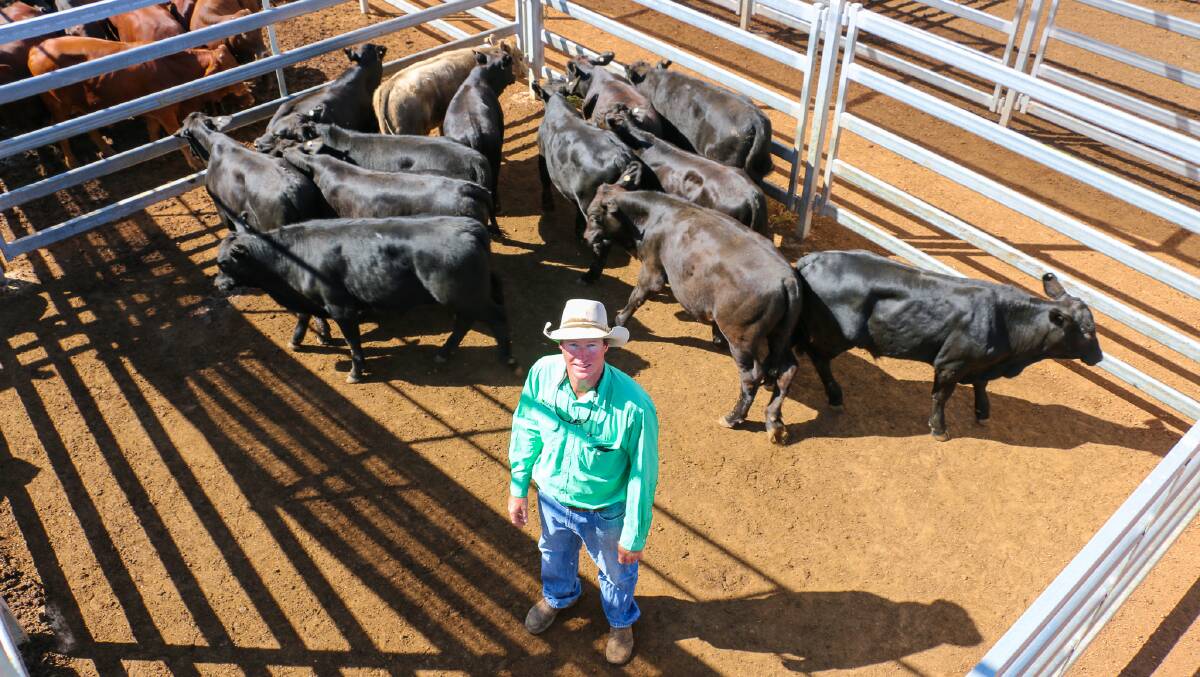Nutrien Roma agent Brad Vidler with a pen of Russell steers which sold to 452c/kg, reaching a top of $1363 to average $1103.