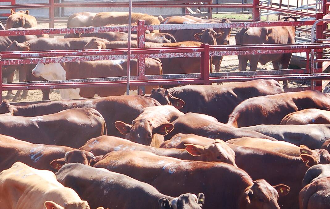 Yearling steers under 200kg make to 495c, average 478c at Warwick