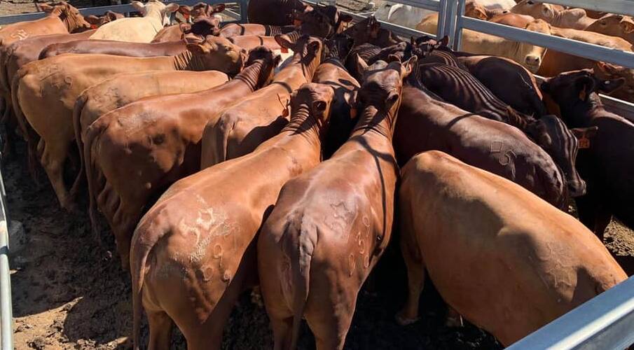 Brangus yearling heifers sell for $1130 at Woodford