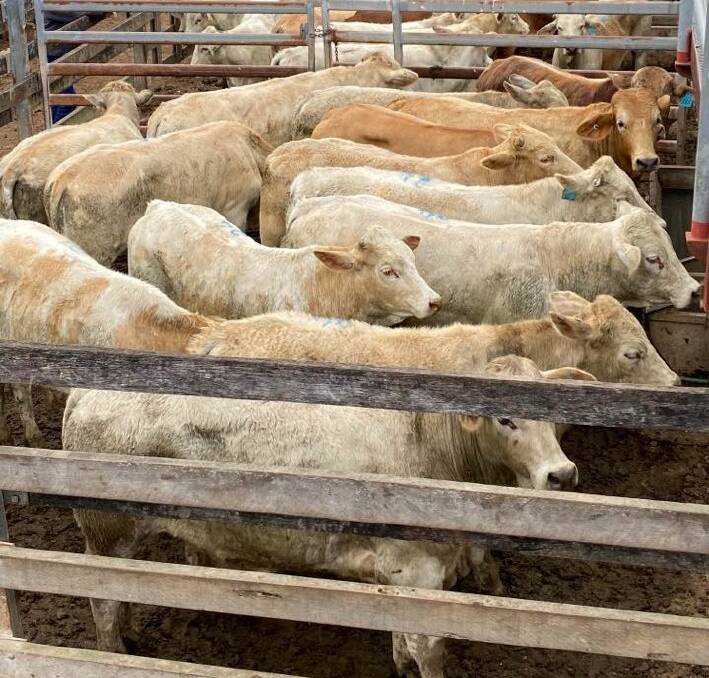 Charbray cross steers from NB and LR Hayward, Sexton, made 368c or $1413/hd at Gympie.