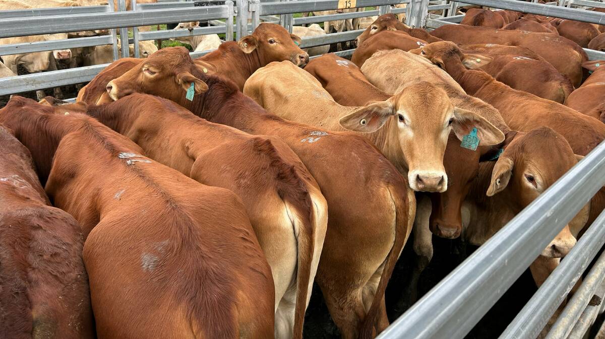 Bunjurgen Droughtmasters sold Droughtmaster steers for $1240. Picture supplied