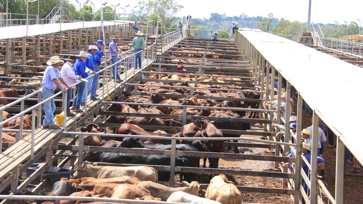 Weaner steers top at 654c at Roma