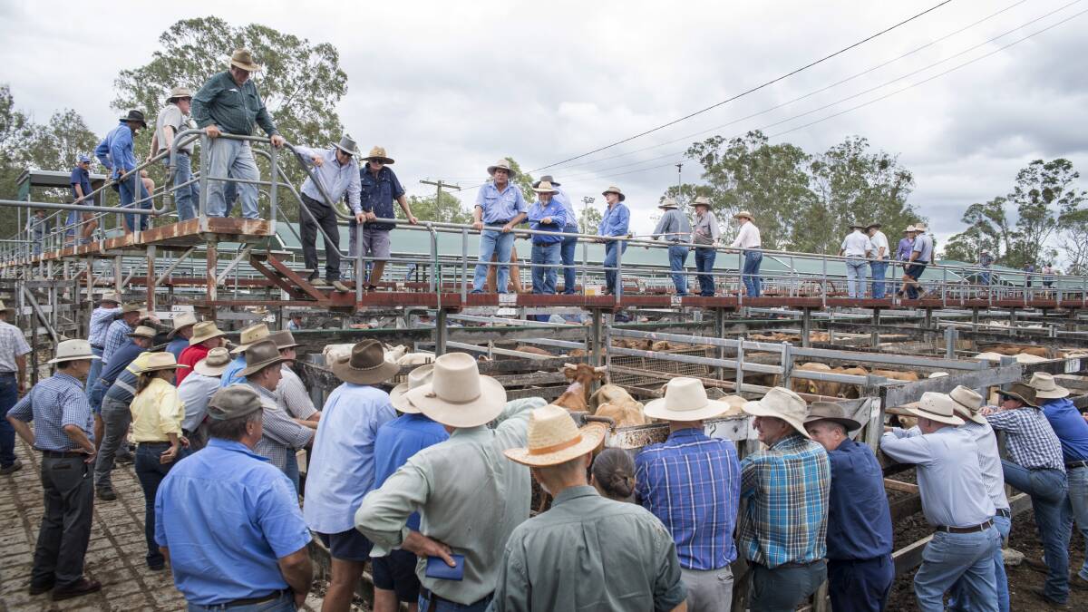 Weaner steers sell from 390c to 430c at Gympie