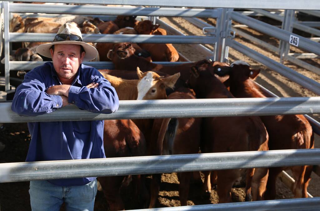 Kevin Preston, Eidsvold, with a line of 37 Simmental cross weaner heifers his family sold for 394c or $1185/head.