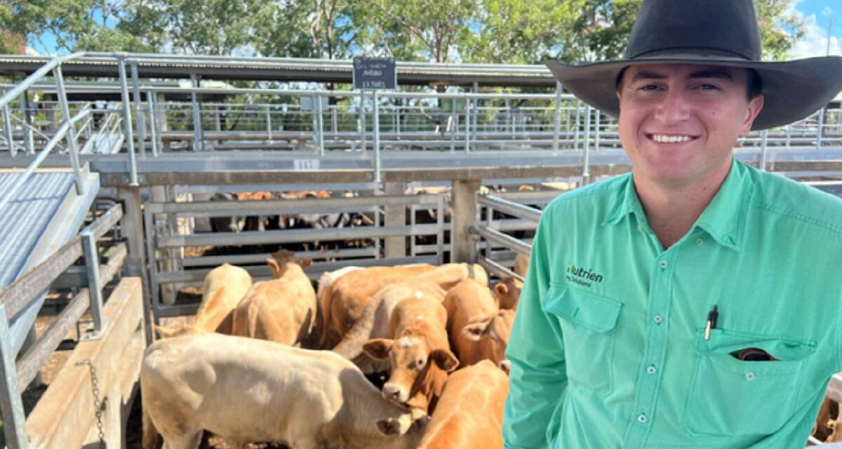 Nutrien Ag Solutions Rockhampton agent Sam Moy with a pen of Charbray cross steers offered by G and L Smith Family Trust, Moranbah, that sold for 390.2c/kg, averaging 256.82kg to return $1002.10. Picture by CQLX