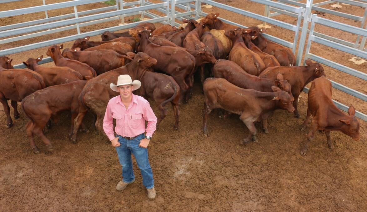 Elders Roma agent Brady Jackson with a pen of Brown Grazing weaner bulls that sold to 614c/kg, reaching a top of $1019 to average $1019. 