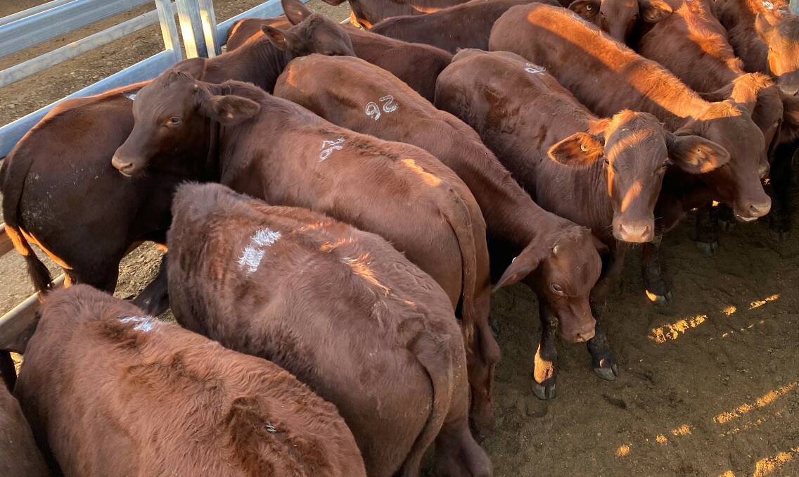 Milk-tooth Brahman steers sell for $1410 at Woodford