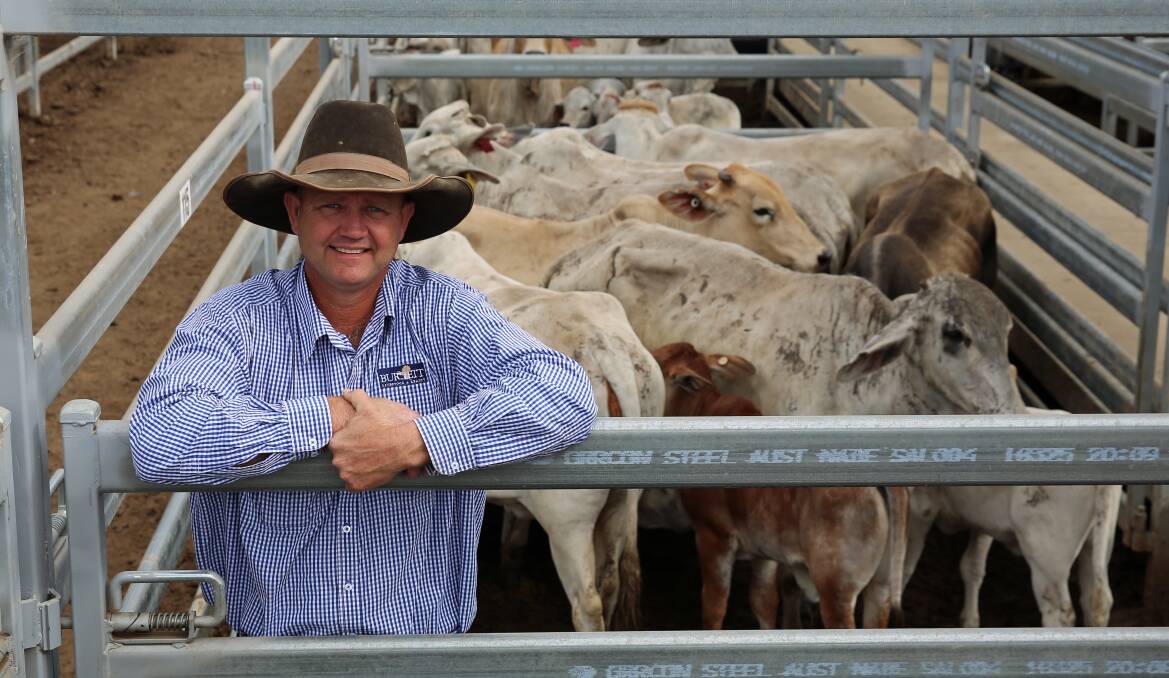 Burnett Livestock & Realtys Lance Whitaker with a pen of Brahman cows and calves on account of Sporne Enterprises, Mundubbera that sold for $2000/unit.