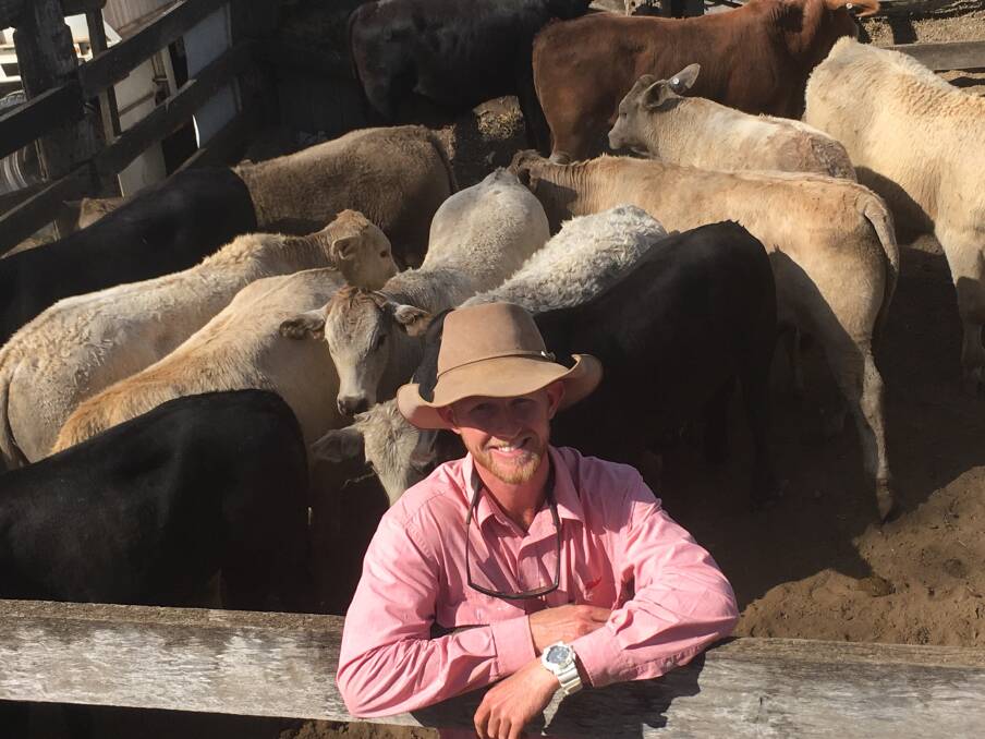 Elders agent Simon Kinbacher with Charbray weaner steers of The Estate of the Late Ashford, Monduran, which made $1140/head.