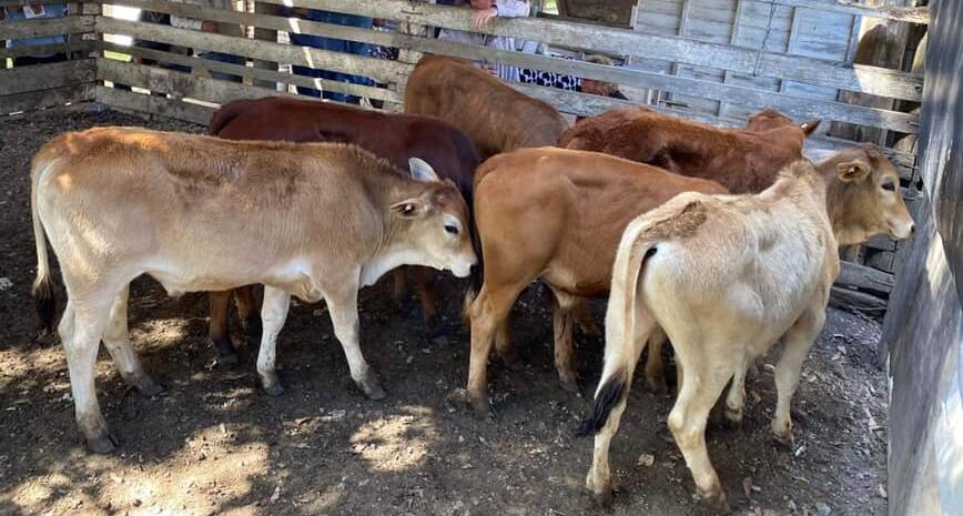 Steer calves that sold for $1300 at Eumundi.
