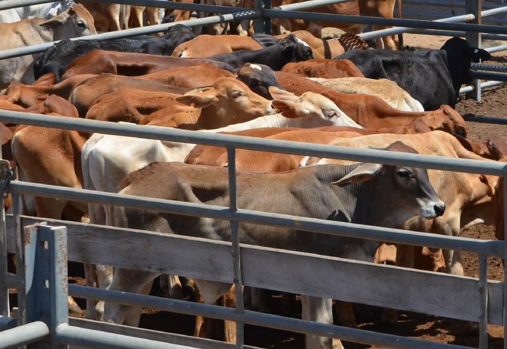 Brahman heifers sell for $1160 at Laidley
