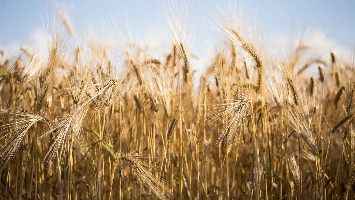 China threatens massive tariffs on Australian barley