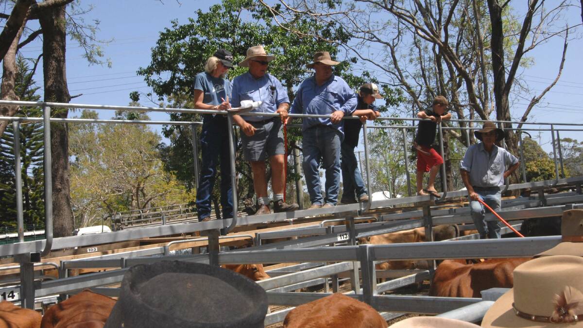 Santa weaner steers sell for $2000 at Woodford