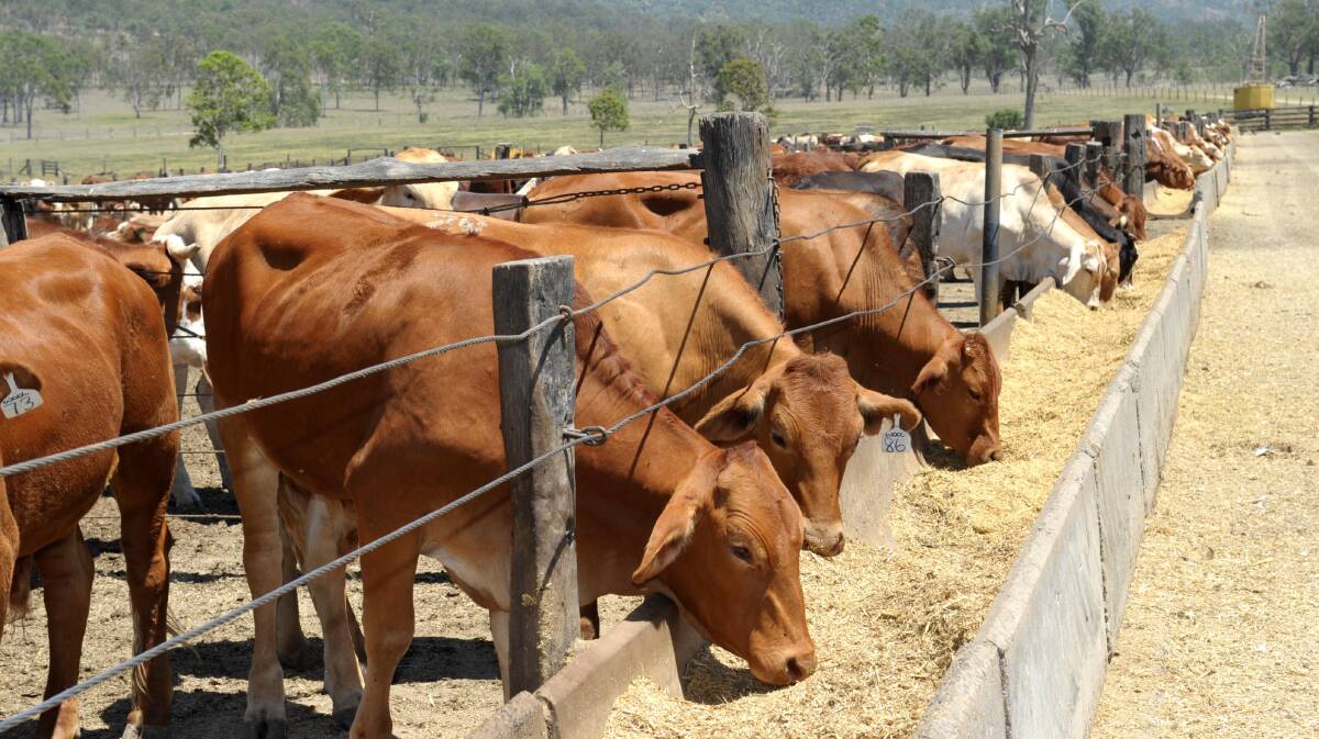 Cattle on feed numbers steady at near record levels Queensland