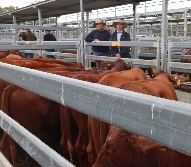 Craig Perkins and Bartholomew & Co Agent Rhys Bodey with Santa cross steers which sold for $1210 on account Craig Perkins and Elizabeth Perkins, Boyland. Picture supplied