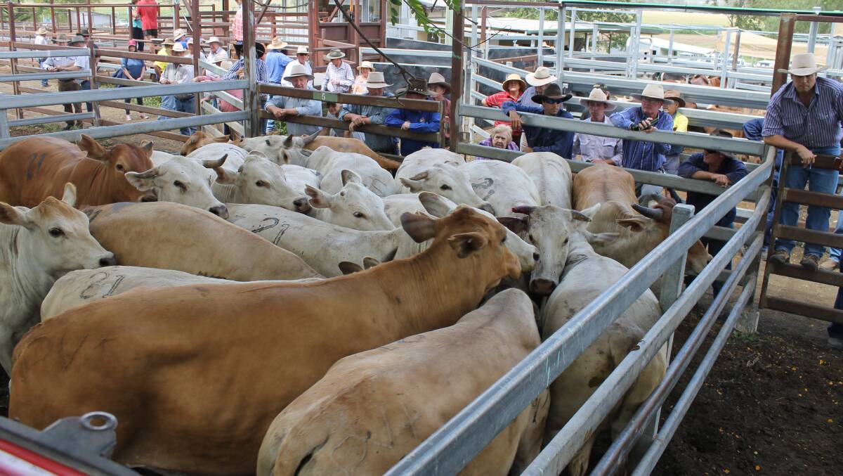 Rachel and Paul Vanclooster, Dawes sold 16 Charbray cows to average 425kg at 228.2c/kg or $972 at Monto Cattle and Country’s fortnightly fat and store sale.