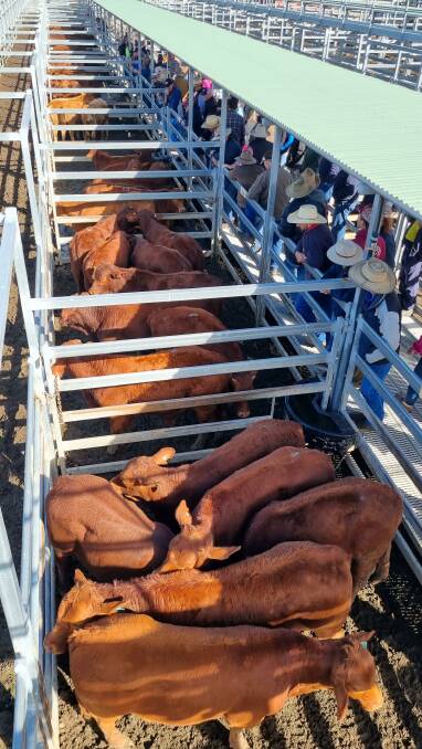 Weaner steers topped at $1820 at the Beaudesert weaner and store sale.
