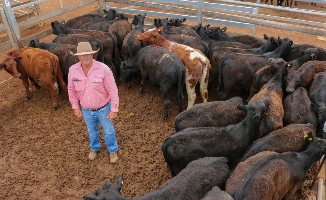 Elders Roma agent Keith Crouch with a pen of LJ and MT Ridge heifers that sold to 594c/kg, reaching a top of $1158 to average $1158. The steers sold to 602c/kg, reaching a top of $1204 to average $1203. 