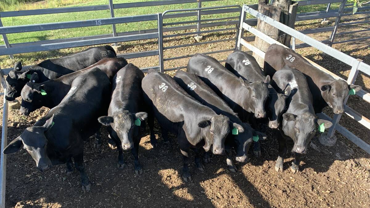 Angus cross weaner steers 10-12mths old, account Ben and Jemma King, Boonah, sold for $1940/head. 