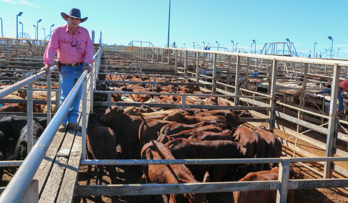Elders Roma auctioneer Peter Fleming with a line of Bass Cattle Co steers that sold to 404c/kg, reaching a top of $1288 to average $1095. 