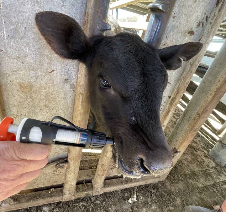 BUTEC works on all calf and lamb marking procedures, targeting chronic pain that lasts well after anaesthetics wear off. Picture supplied