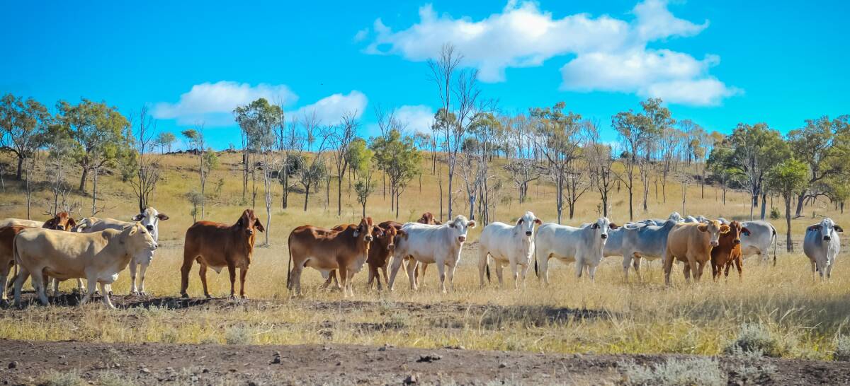 MEASURING UP: A webinar next Wednesday, May, 20 will update northern beef producers on a major research project to improve genetic measurements in the Top End's cattle herd. 