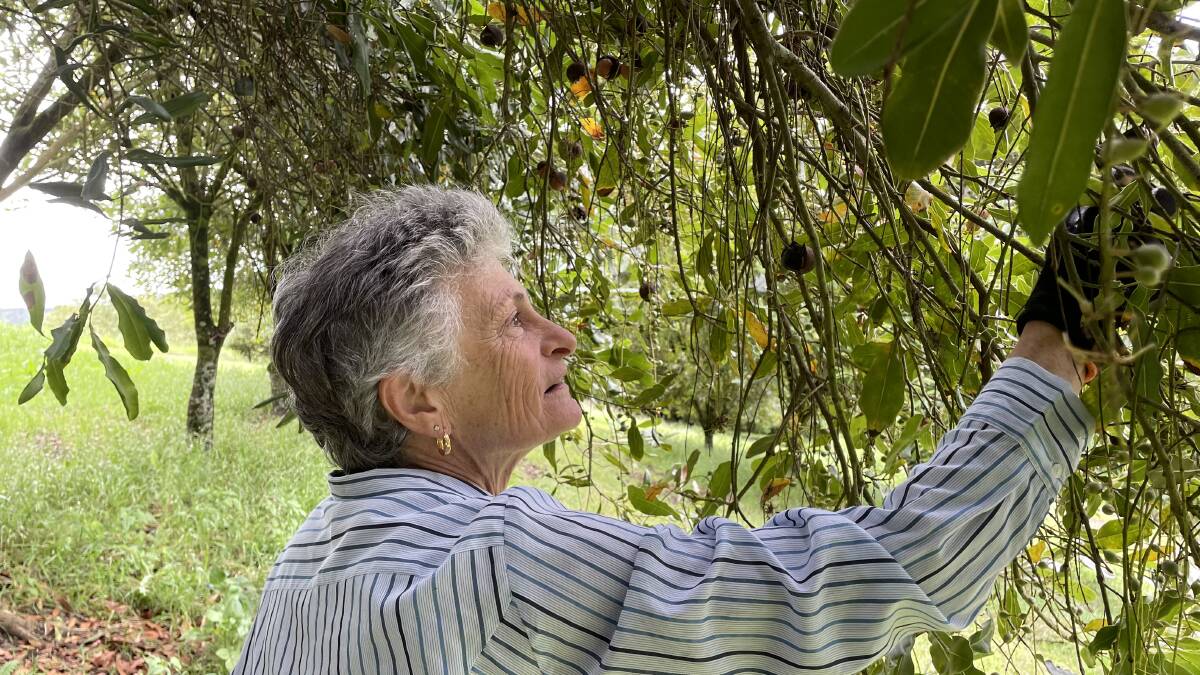 Vilma Giacomini, North Lismore, NSW, has weathered price storms before and will survive next year's shake-up because excellent kernel recovery will push her base price above the cost of inputs. 
