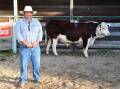 David Hann, Courallie Herefords at Inverell with champion bull and sale-topper Courallie J P022 Ledger T017 at Glen Innes.