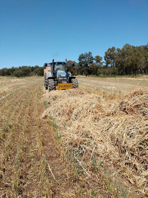 Anthony Kurtz has been flat out baling fallen over oat crops around Coolah. Mr Kurtz said the great spring had meant crops were too tall for grazing. 