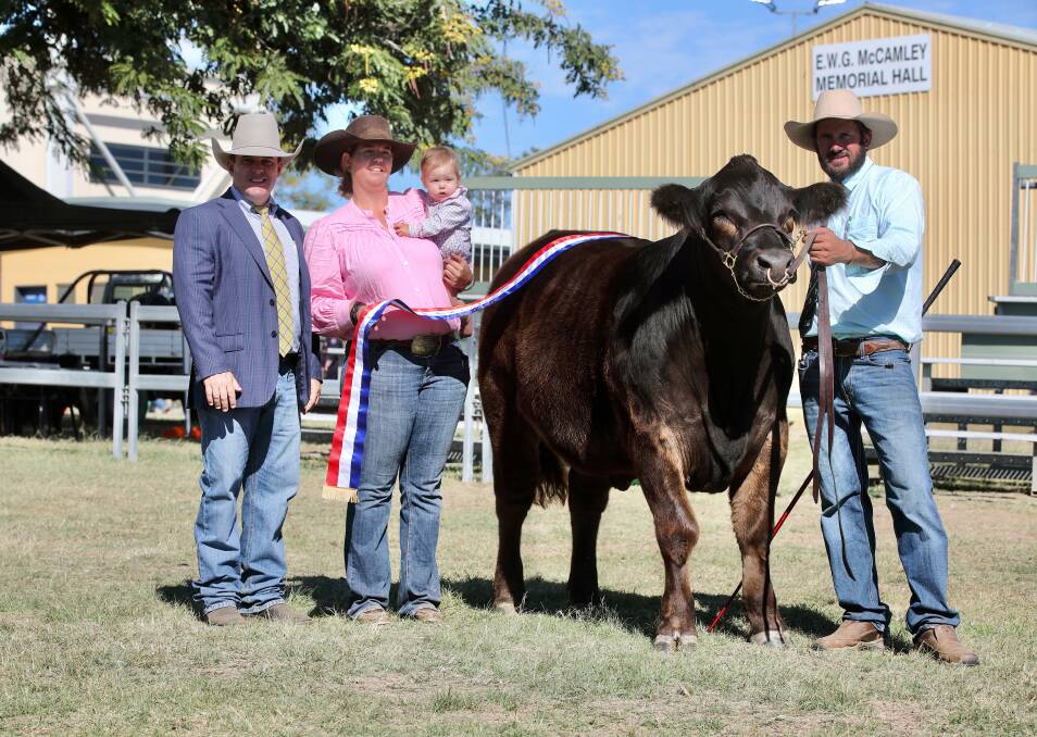 the Rockhampton Show 2024 champion led steer, Nugget, with judge Dane Pearce, Nutrien Ag Solutions, and exhibitors, Steph Frankham, Brock Gray, their daughter, Billie. Picture by Kent Ward 