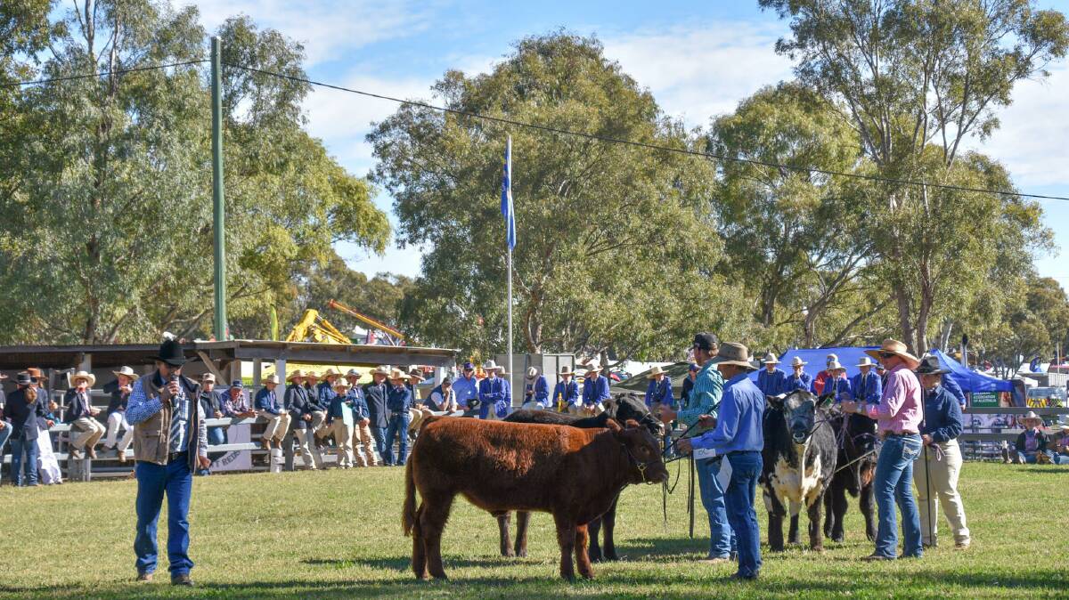 Judge Neil Goetsch of Goestch and Sons, Kalbar, passing judgement on the four led steers in the junior judging competition. Picture: Neave Duff. 