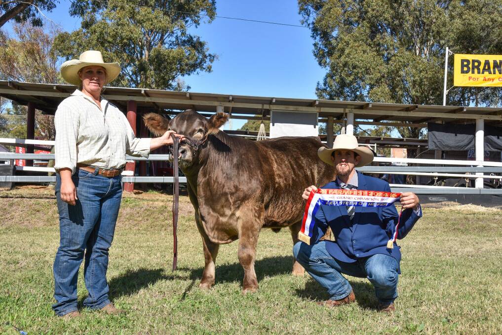 2024 FarmFest grand champion led steer, Thumper, led by Casey Wieck, Select Show Cattle, Delungra, NSW, and pictured with judge Timothy Eastwell, Koola, Warwick. Picture: Ben Harden 