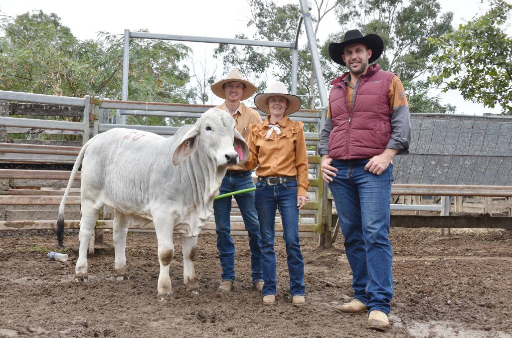 Lot 20, Mianna Miss Appollo 107/3, sold for $20,000, pictured with vendors Hanna and Mitchell, Redding, Mianna Brahmans, Goombungee, and purchaser, James Salerno, Salerno Pastoral, Beaudesert. Picture: Ben Harden 