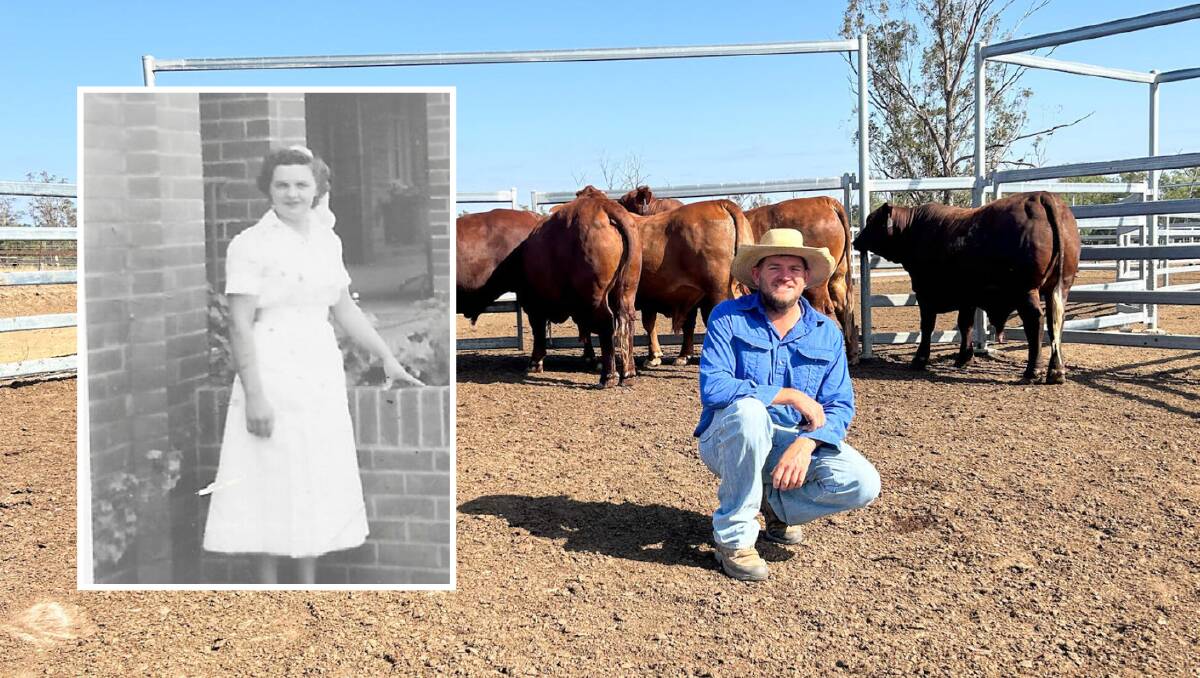 The late Pauline Margaret Hair (Nee Robinson) when she worked as a nurse, with the main picture featuring her grandson, Luke Gadsby, Taroom, and the six bullocks to be sold for charity. Pictures supplied. 