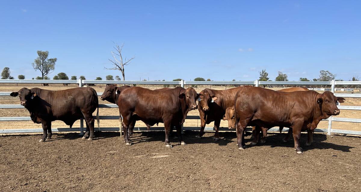 Pauline's six bullocks will be auctioned off at the weekly Roma Prime and Store Sale on Tuesday, December 5, 2023. Picture supplied. 