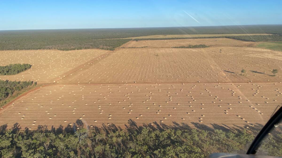 Rallen Australia also cultivates around 1200 ha of their land for hay and sorghum for their entire herd. Picture: Andrew Stubbs 