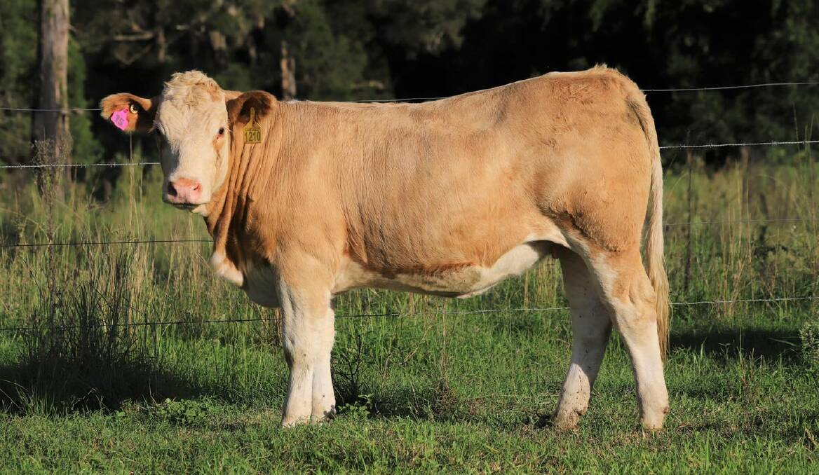 It was Clay Gully Starie that attracted the highest bid of $7000 in the Clay Gully Simmental heifer online sale. Picture supplied by Clay Gully 