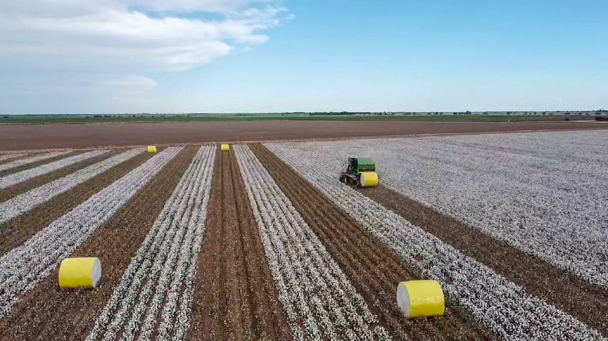 August (2022) planted cotton being picked outside of Emerald in late February, 2023. 