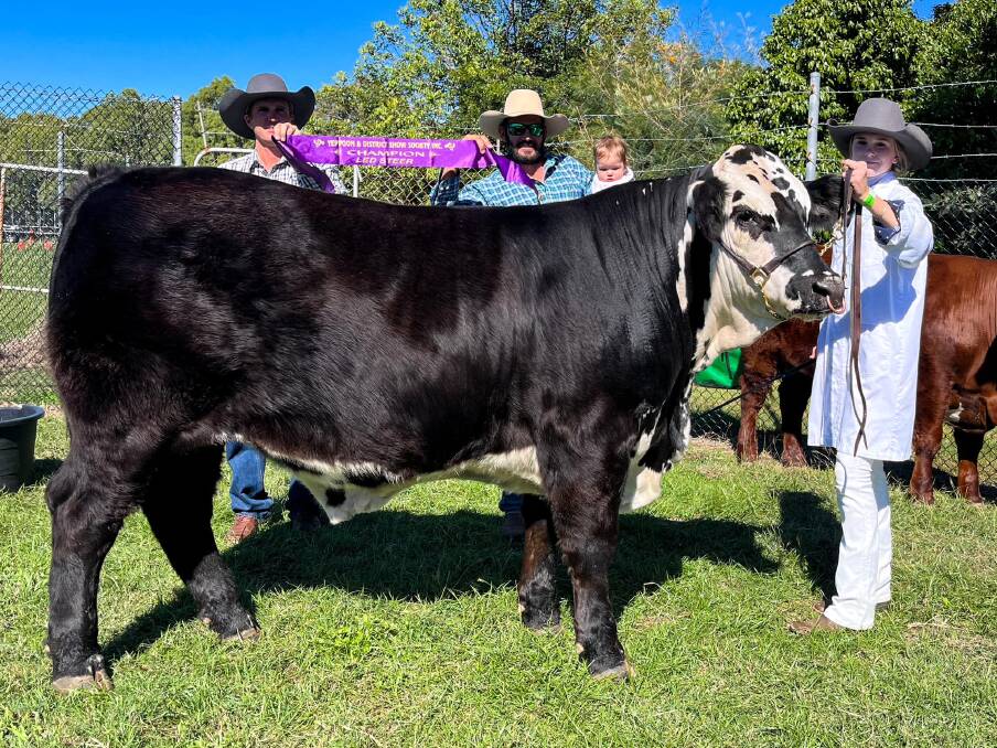 2024 Yeppoon led steer champion, Jimmy. Picture supplied, 