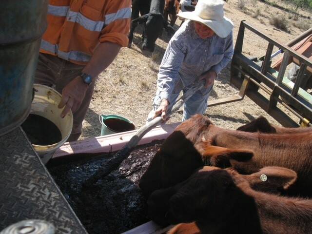 Pauline helping out with feeding at Altona. Picture supplied. 