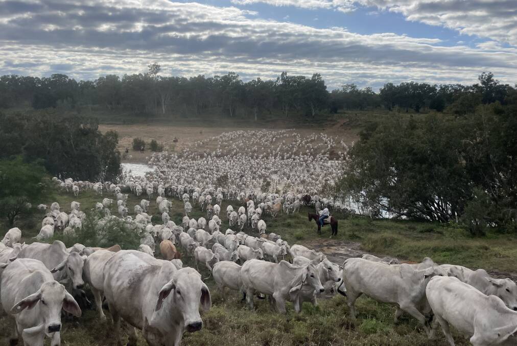 A line of 1800 grey Brahmans mustered in for this year's Bowen River Campdraft event in June, which were kindly donated by Paul and Sally Fry, Strathmore Station. Picture by Brooke Woolley 