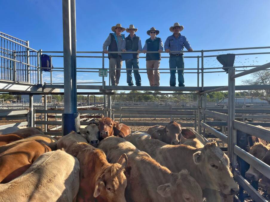 Livestock agents, Greg Hardgrave, CRT Country Co, Blackwater, GDL's Will Hogan, Emerald, Tim Maguire of Maguires Real Estate & Livestock, Emerald, and GDL's Matt Pearce, Emerald, with a pen of Roblee Pastoral, Bogantungan, Charolais cross steers, weighing 572kg, which sold to make 298c/kg and return $1707/hd. Picture supplied by GDL Emerald 