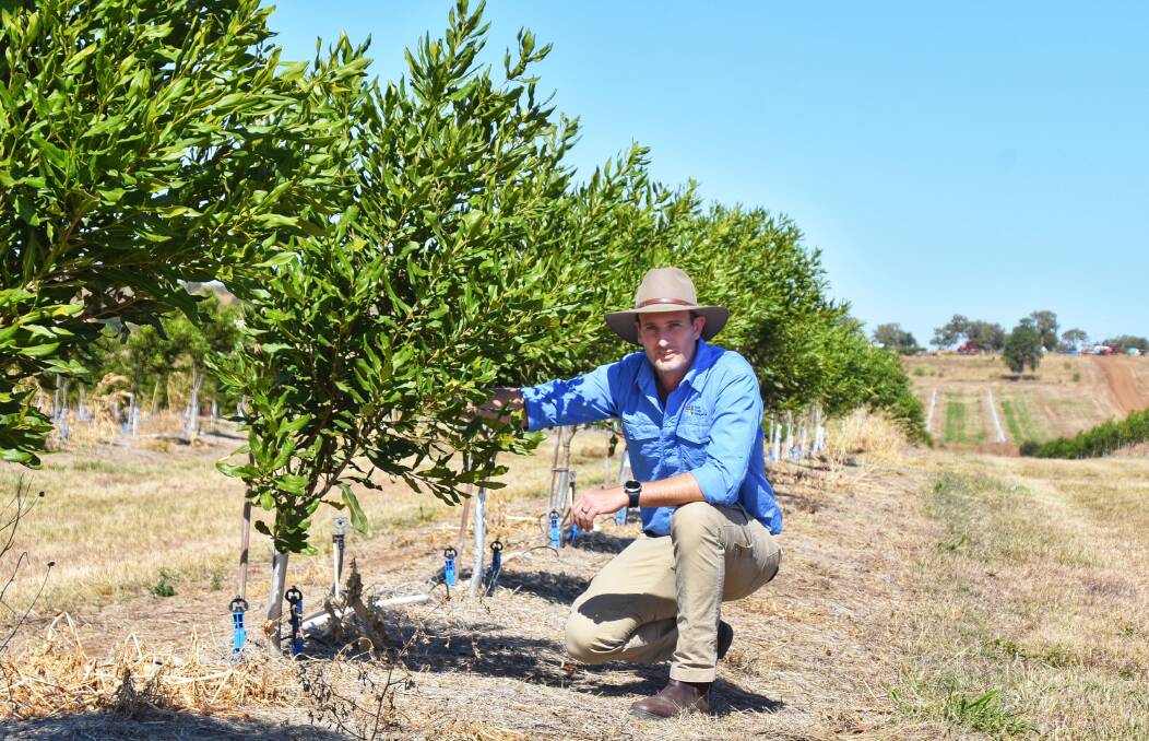 Fitzroy Macadamia operations area manager, Wolfgang Schroeder, at their Riverton Macadamia orchard in the Gogango district, 70km south west of Rockhampton. Pictures by Ben Harden 