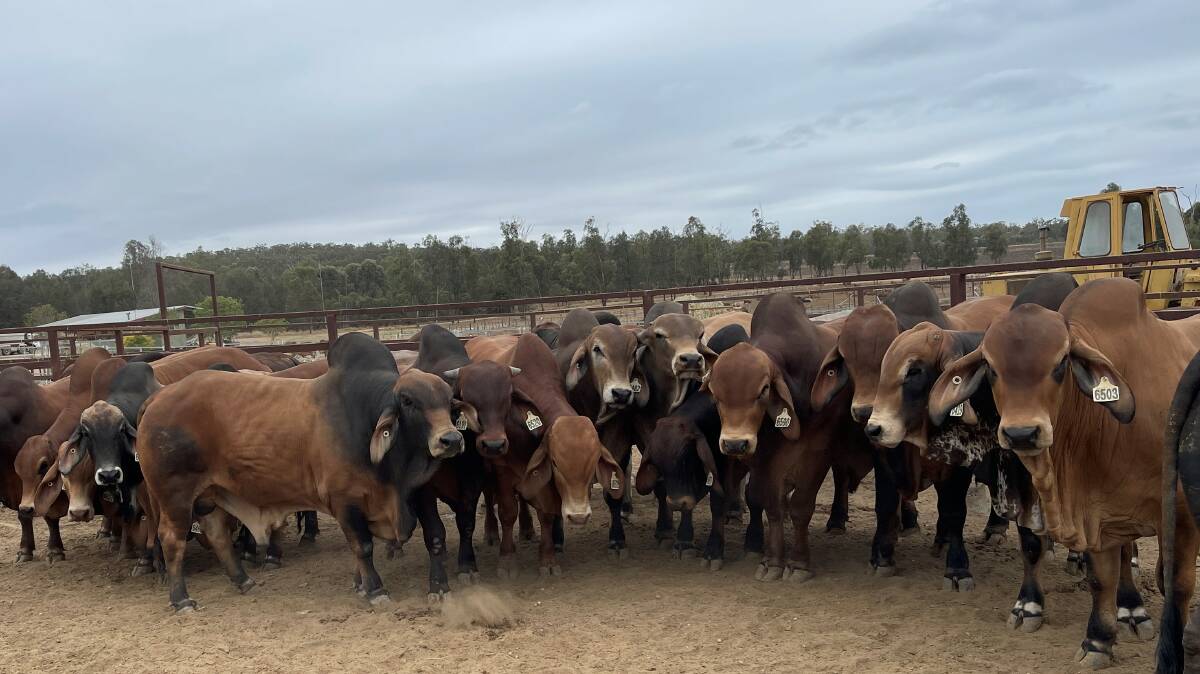 Rallen Australia purchased this run of red Brahman herd bulls last week from Taroom from a stud breeder who was at Rockhampton auction, all polled scurred and will be joined with Rallen Australia heifers in January 2024. Picture: Andrew Stubbs 