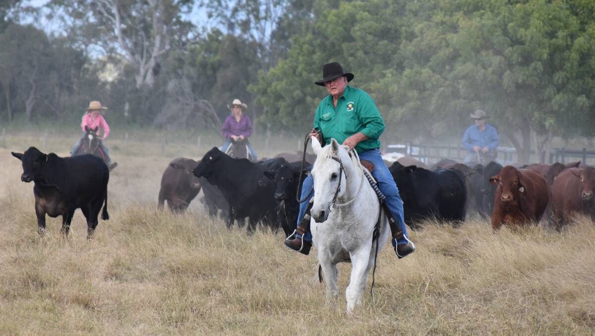 Ken Roche of Ridgelands, leading the muster of the weaners for this year's Paradise Lagoons Campdraft event. Picture by Ben Harden 