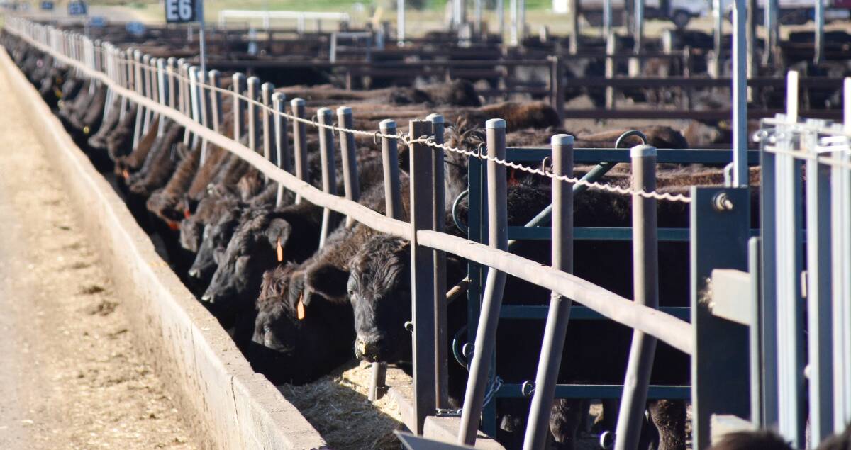 Stockyard Kerwee is trialing GreenFeed systems, which measure an individual animal's methane emittance. 
